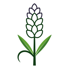 hyacinth flower line art on white background