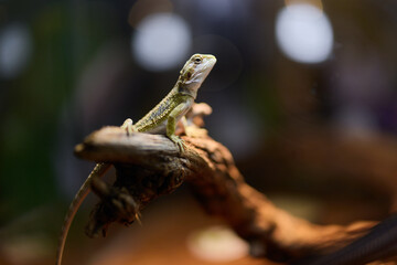 A vibrant lizard perched on a branch amidst a beautiful natural setting filled with greenery