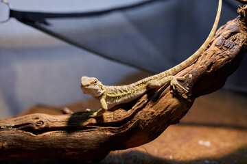 A lizard perched on a branch inside a terrarium, showcasing its vibrant colors and unique features