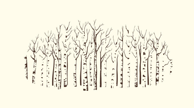 Illustration of a cluster of birch trees with bare branches against a light beige background.