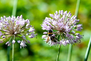A bee sits on the flower of an ornamental onion. High quality photo