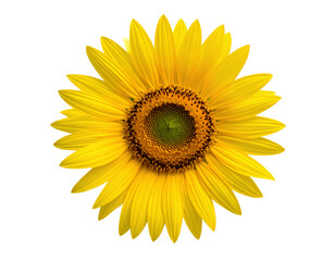 Fototapeta premium Sunflower: A captivating top view of a blooming sunflower, showcasing its radiant yellow petals and intricate, textured center. Perfect for capturing the essence of summer and the beauty of nature.