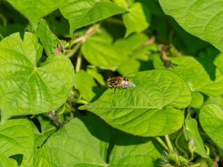 身体の手入れをするキゴシハナアブ