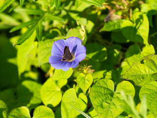 アサガオの蜜を吸うイチモンジセセリ