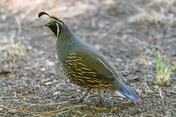 A California Quail at Kelowna, British Columbia, Canada.