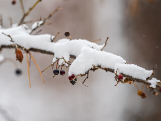 Tree branches in winter covered with snow and frost in snowfall. Frozen tree branches.