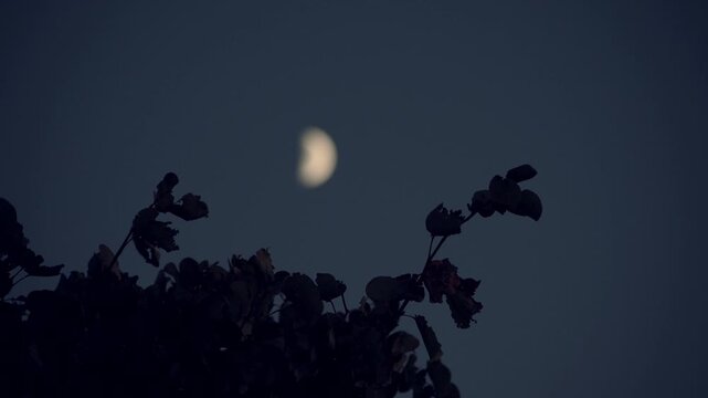 Rack focus transition from  leaves shaking by the wind to a half moon in the sky at duck time.