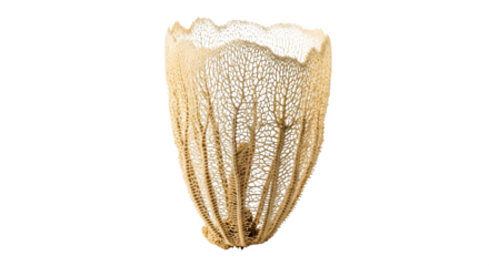 Decorative coral vase isolated on transparent background, an elegant accent piece showcasing intricate patterns and adding a touch of oceanic charm to any space