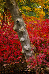 Autumn forest by the lake with colorful red and yellow trees reflection