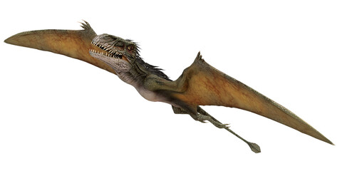 Fototapeta premium Realistic flying pterosaur on white background