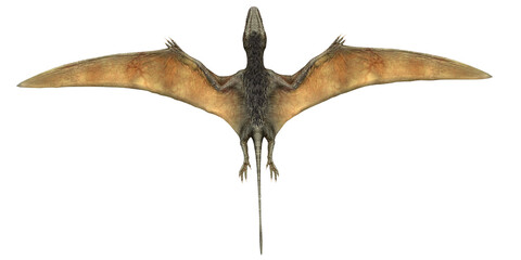 Illustration of a pterosaur in flight. © Ilie