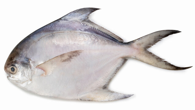 Fresh White pomfret or Butterfish isolated on white background, White pomfret or Butterfish on White Background With clipping path, High resolution photography.