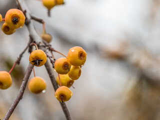 Yellow wild apples fruits on a tree in autumn. Bare branches with uncultivated fruits