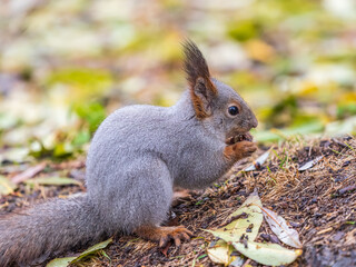 Squirrel in autumn or spring with nut on the green grass with fallen yellow leaves