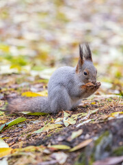 Squirrel in autumn or spring with nut on the green grass with fallen yellow leaves