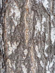 The texture of the birch bark.