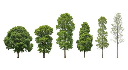 Obraz premium A diverse collection of lush, green trees in various sizes, arranged against a plain white background. This image could represent nature, landscaping, or environmental themes.