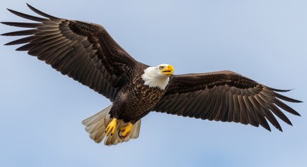 Obraz premium A majestic bald eagle soars gracefully, its vast wings and powerful talons showcasing the national symbol's natural strength and poise.