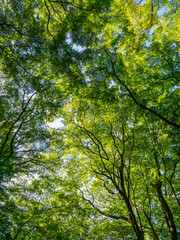 Obraz premium 神戸市東灘区の高台にある保久良神社への参道