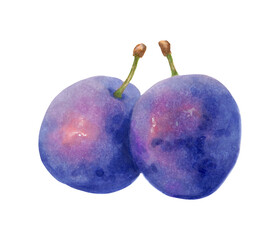 Composition of whole plums. Watercolor botanical illustration. Berry picking and production. Healthy eating. Hand drawn isolated art. Fruit sketch for menu design, packaging and recipes.