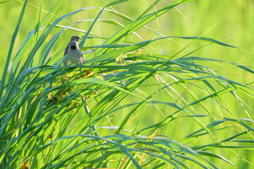 Scaly-breasted Munia feeding among rice plants in Taipei Taiwan