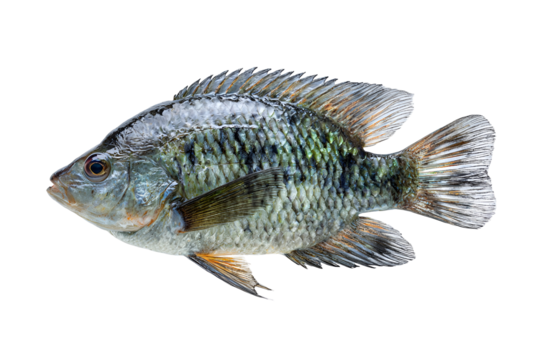 Detailed image of a bluegill sunfish isolated on transparent background