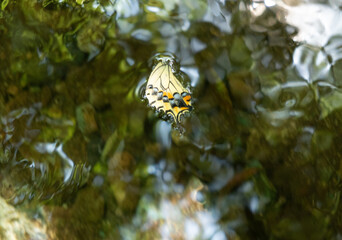水に浮かぶ蝶の羽