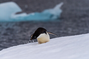 Fototapeta premium Close-up of an Adelie Penguin - Pygoscelis adeliae- standing on an iceberg, near the fish islands, on the Antarctic Peninsula