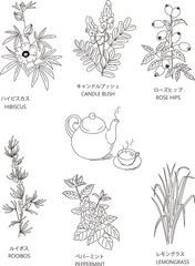 6種類のハーブとティーセットの線画イラスト