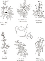 6種類のハーブとティーセットの線画イラスト