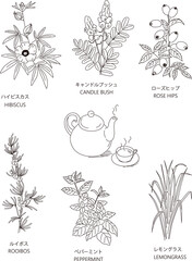 6種類のハーブとティーセットの線画イラスト