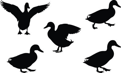 Black duck silhouettes flying, walking, standing, landing, wildlife bird shapes, vector illustration, animal posture collection, nature design, decorative artwork, isolated