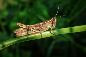 close up macro of a grasshopper (Accrididae) resting on green grass stem in natural blurred background, Detailed view of insect wing and body. ideal for nature and agricultural pest concept