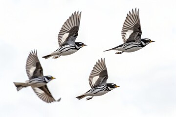 Fototapeta premium Blackpoll Warbler Flock Flying Isolated on White