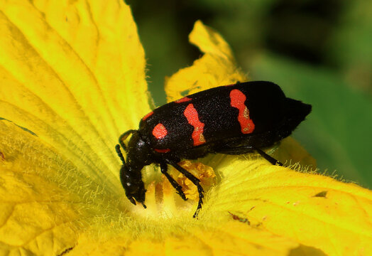 close up of a blister beetle sitting on a flower, appearing to feed on its petals. this insect is known for damaging flowers and crops by eating their part, reducing vegetable yield and plant health