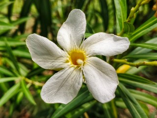 Fototapeta premium selective image of white Nerium oleander in bloom, White siplicity bunch of flowers with green leaves on branches, Nerium Oleander shrub white flowers, ornamental shrub branches at day time