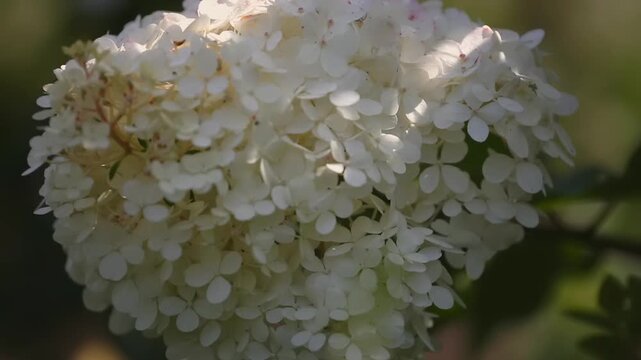 A vibrant white hydrangea bloom with rounded petals stands out against a blurred background of lush greenery in warm afternoon sunlight.