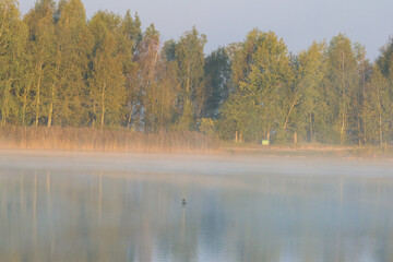 Peaceful morning mist over calm lake with single duck floating silently. Serene early morning scene, soft golden light, low angle, calm lake reflection, misty forest background, concept of peace