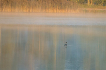Peaceful morning mist over calm lake with single duck floating silently. Serene early morning scene, soft golden light, low angle, calm lake reflection, misty forest background, concept of peace