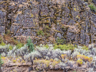 Sage thrives at the base of moss-covered rocks above Girds Creek near Twickenham, Oregon, USA