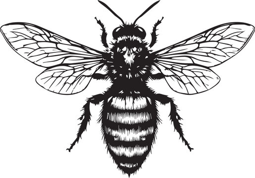 Black and white vector illustration of a detailed bee with spread wings, segmented body, and visible antennae