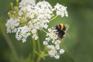 a close up of a bee with pollen on its body while  pollinating flowers of a cow parsley.A natural out of focus background has space for text copy