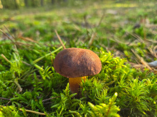 Autumn mushrooms in a Polish forest.