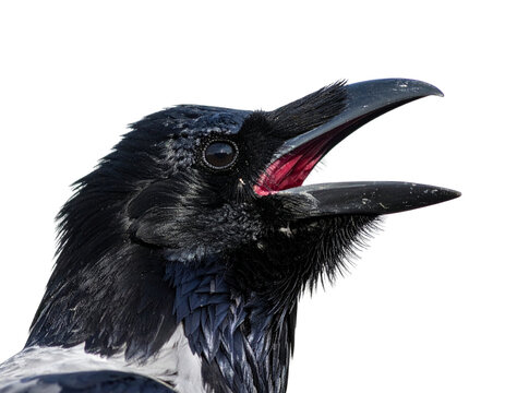 Cawing Black Crow with Open Beak, Side View, Isolated on Transparent Background