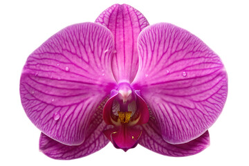 Fototapeta premium Close up macro shot of a vibrant pink orchid flower with delicate water droplets against a stark black background