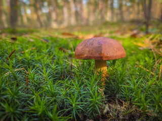 Autumn mushrooms in a Polish forest.
