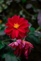 The red dahlia is watching its own death.