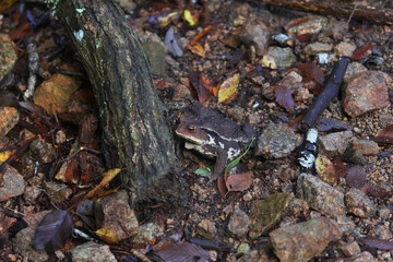 A strong and huge frog ,Japanese toad