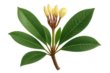 Plumeria branch showing green leaves, developing flower buds on tropical frangipani plant, transparent background