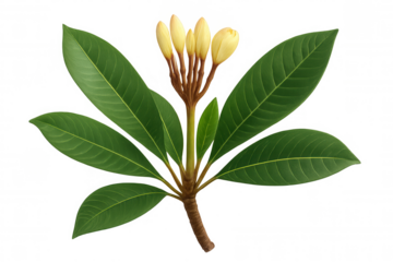 Plumeria branch showing green leaves, developing flower buds on tropical frangipani plant, transparent background